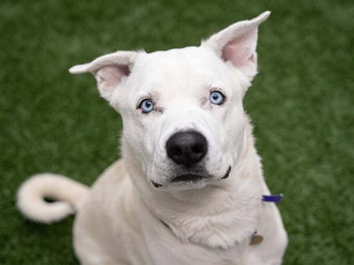 Photo of Halo, adoptable Pit Bull Terrier in Denver, Colorado