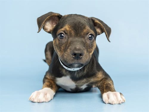 Photo of Timmy, adoptable American Pit Bull Terrier in Phoenix, Arizona