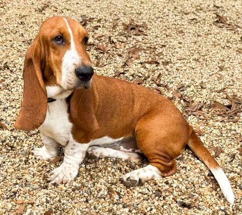 Photo of Heather, adoptable Basset Hound in Milmay, New Jersey