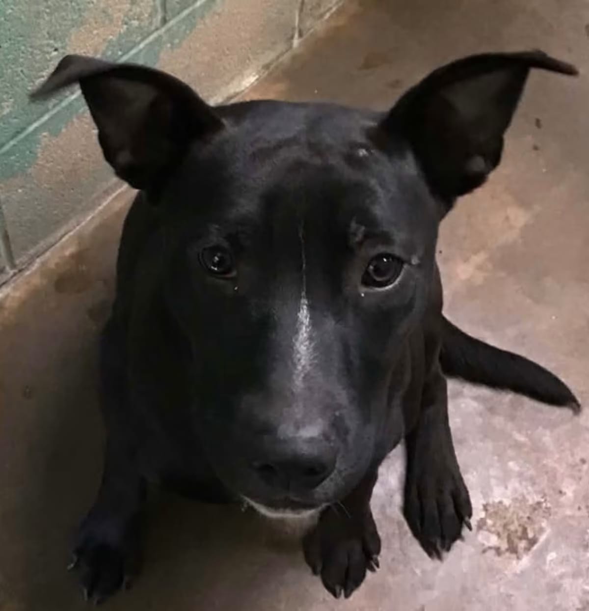 Photo of Chaos, adoptable Mixed Breed (Medium) in Beebe, Arkansas
