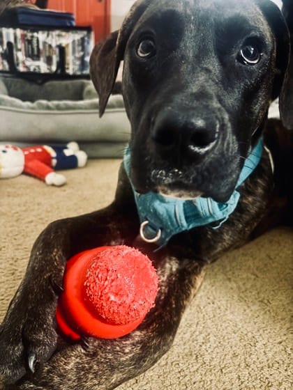 Photo of Norman, adoptable dog in Atlanta, Georgia