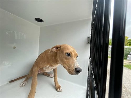 Photo of A661989, adoptable Staffordshire Bull Terrier in Houston, Texas