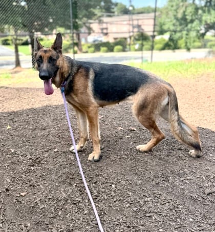 Photo of Mongoose, adoptable dog in Chamblee, Georgia
