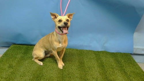 Photo of Peanut, adoptable Chihuahua in Gardena, California