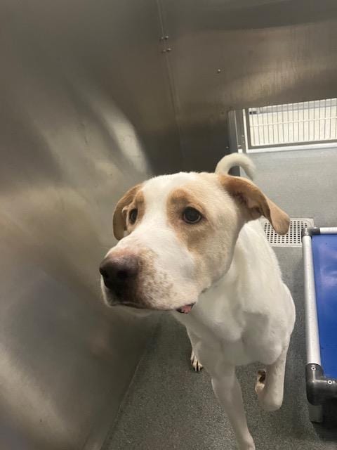 Photo of Lucky, adoptable Labrador Retriever in Dallas, Texas