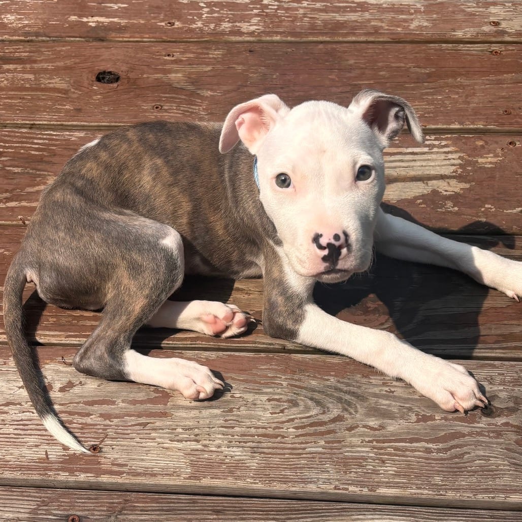 Photo of Alfredo, adoptable Mixed Breed (Medium) in Maryland, Maryland