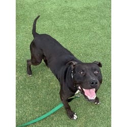 Photo of Lionel, adoptable American Pit Bull Terrier in Kansas City, Missouri