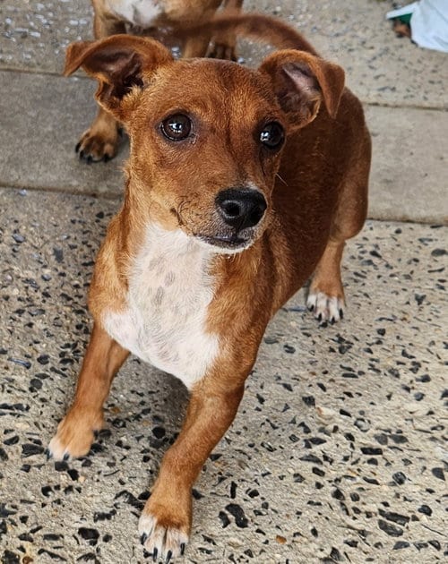 Photo of ZCL-D-Dachshund Chihuahua mix, adoptable Dachshund in Horn Lake, Mississippi