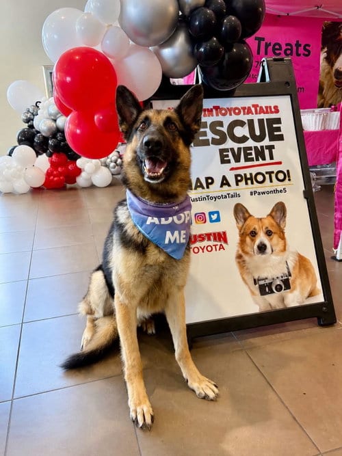 Photo of Loki, adoptable German Shepherd Dog in Irvine, California