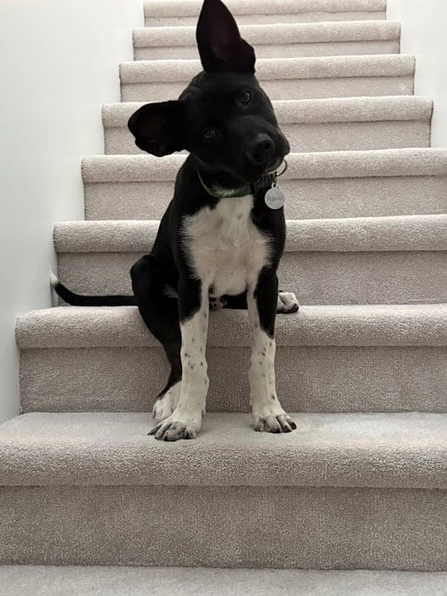 Photo of Cassian a/k/a Onyx, adoptable Siberian Husky in Bellingham, Washington