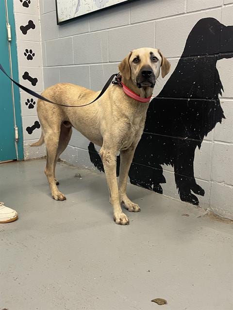 Photo of Blu, adoptable Black Mouth Cur in Waco, Texas