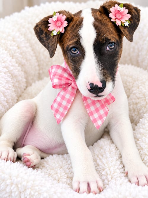 Photo of Dilly, adoptable Catahoula Leopard Dog in Mt. Laurel, New Jersey