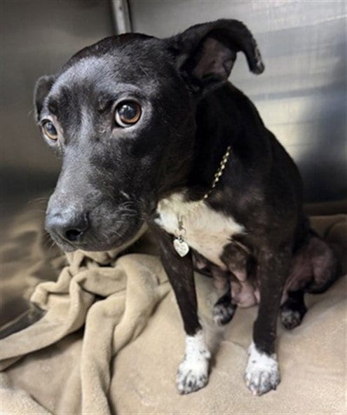 Photo of Emma, adoptable Terrier in Oklahoma City, Oklahoma