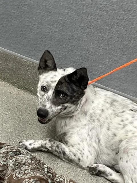 Photo of Blanca, adoptable Australian Cattle Dog/Blue Heeler in Las Vegas, Nevada