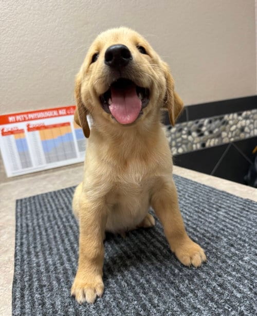 Photo of Puppy 1 - Orange, adoptable Golden Retriever in Denton, Texas