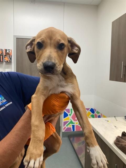 Photo of Cleo, adoptable Beagle in Baytown, Texas