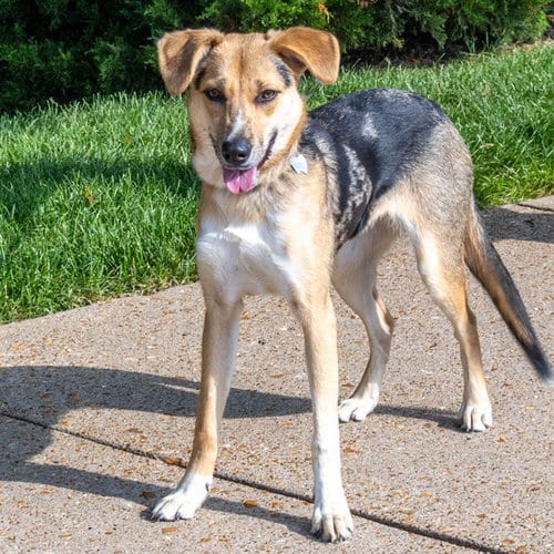 Photo of Ramona, adoptable German Shepherd Dog in St Louis, Missouri