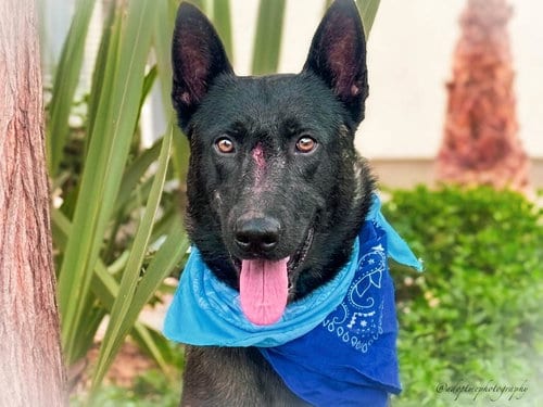 Photo of Shadow, adoptable Belgian Shepherd Malinois in San Pedro, California