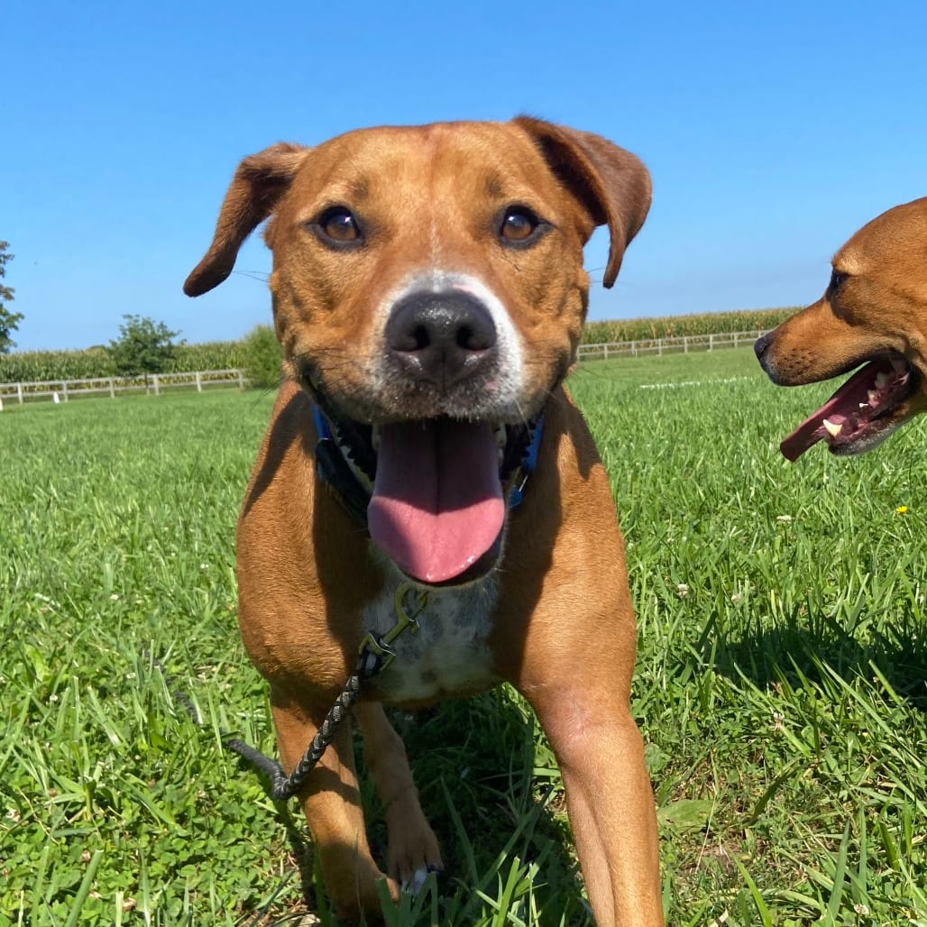 Photo of Tom, adoptable Mixed Breed (Large) in Dayton, Ohio