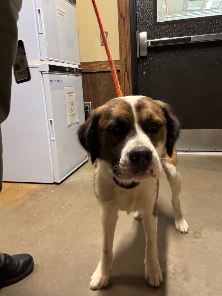 Photo of Chimichanga, adoptable Mixed Breed in Douglasville, Georgia