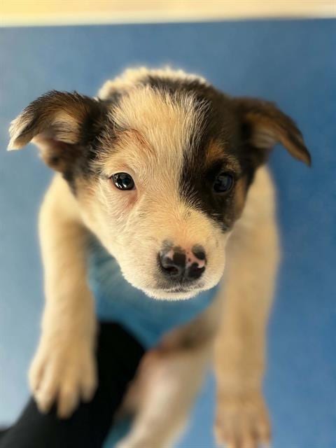 Photo of Zoe, adoptable Australian Cattle Dog/Blue Heeler in Visalia, California