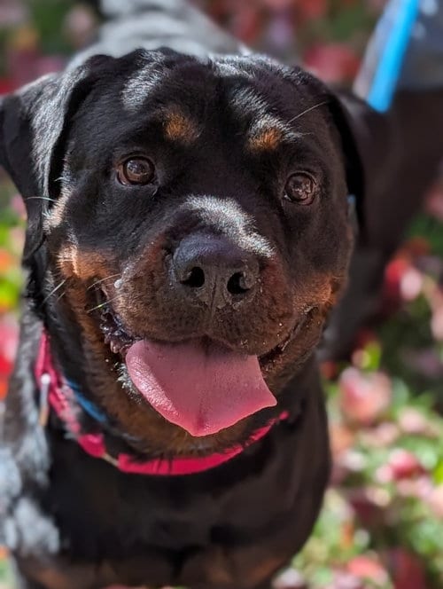 Photo of Luna Bear, adoptable Rottweiler in Hillsboro, New Hampshire