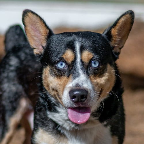 Photo of Nubbi, adoptable Corgi in Hilton Head, South Carolina