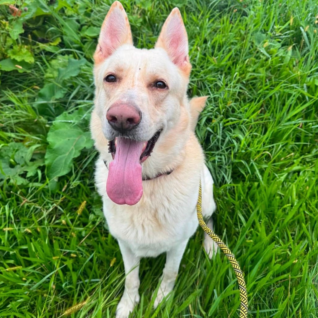 Photo of Ivan, adoptable Shepherd, German / Mixed Breed (Large) in Binghamton, New York