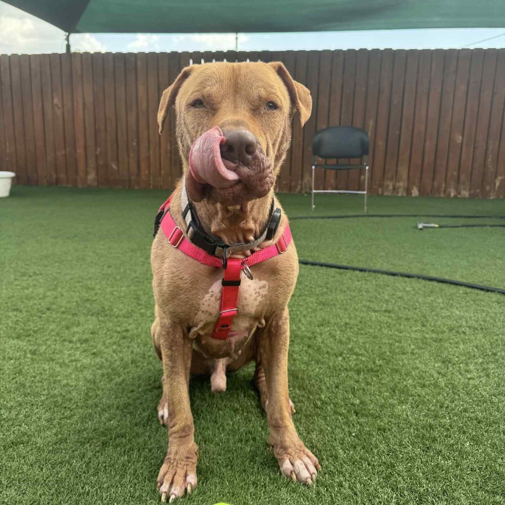 Photo of Geode, adoptable Mixed Breed (Large) in St. Louis, Missouri