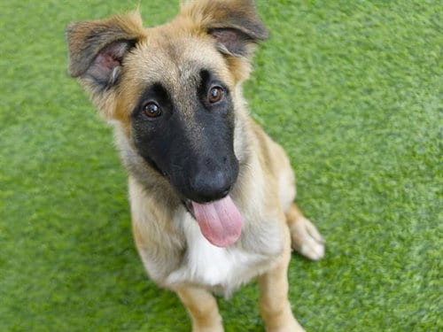 Photo of Pretzel, adoptable German Shepherd Dog in Tallahassee, Florida