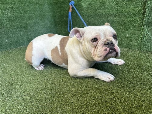 Photo of Vivian, adoptable English Bulldog in Lancaster, California