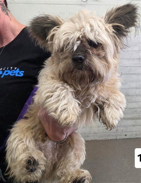 Photo of Ewok, adoptable Terrier in San Bernardino, California