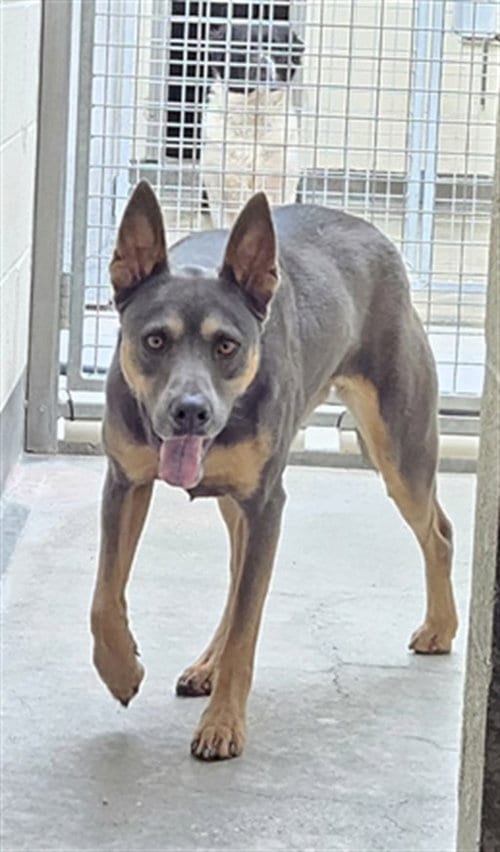 Photo of Donna, adoptable Pit Bull Terrier in Los Angeles, California