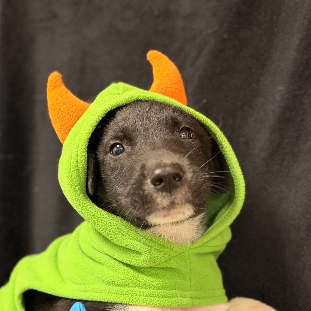 Photo of Panda, adoptable Shepherd / Mix in San Antonio, Texas