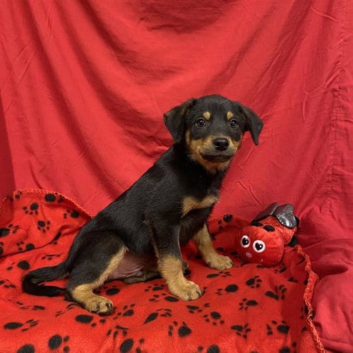 Photo of A614697, adoptable Australian Cattle Dog/Blue Heeler in Modesto, California