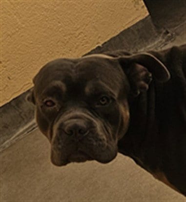 Photo of Zeus, adoptable Pit Bull Terrier in Chatsworth, California
