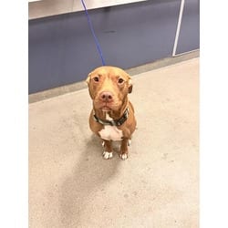 Photo of Humfree, adoptable Terrier (Unknown Type, Medium) in Doral, Florida