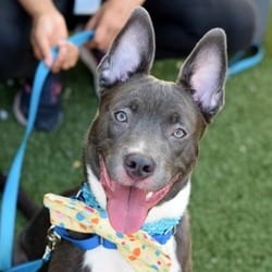 Photo of Play Doh, adoptable Mixed Breed (Medium) in New York City, New York