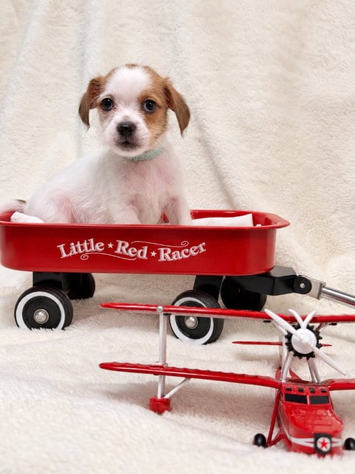 Photo of Orville, adoptable Shih Tzu in Ellijay, Georgia