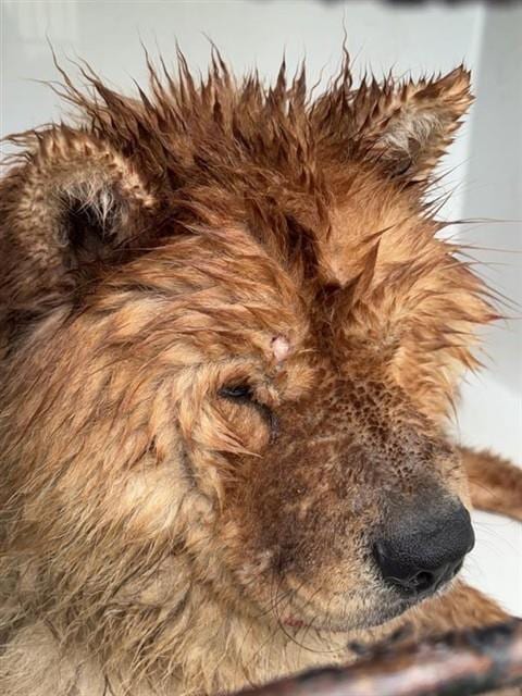 Photo of Senior Chow Chow, adoptable Chow Chow in Houston, Texas