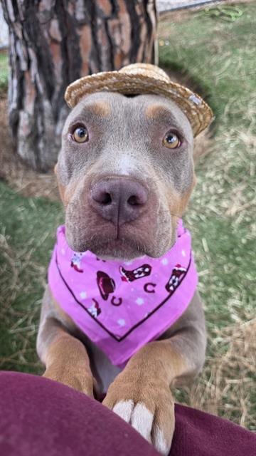 Photo of Maggie, adoptable Pit Bull Terrier in Downey, California