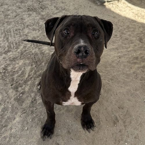 Photo of Dunbar, adoptable Labrador Retriever in Thousand Palms, California