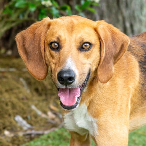 Photo of Brewster, adoptable Hound in Hilton Head, South Carolina