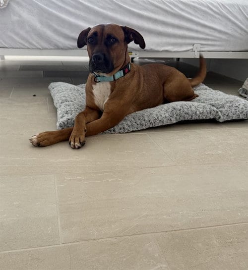 Photo of Marina, adoptable Boxer in Miami, Florida