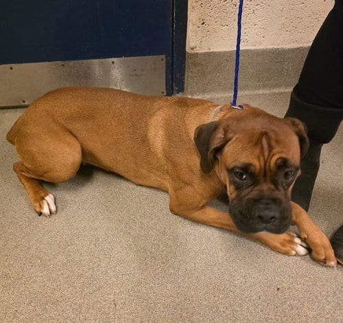 Photo of Luna, adoptable Boxer in Miami, Florida