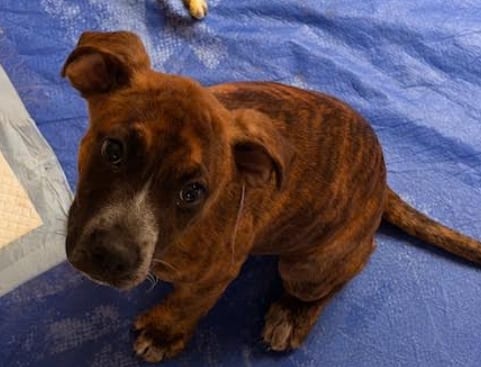 Photo of Maisie, adoptable Boxer in San Diego, California