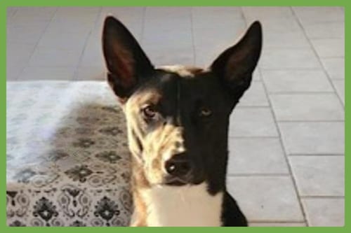 Photo of Harry, adoptable Australian Cattle Dog/Blue Heeler in Amherst, Massachusetts