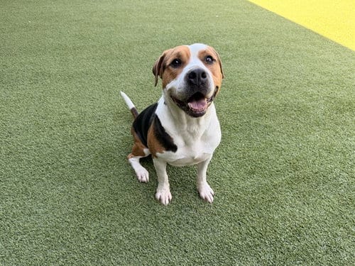 Photo of Arrow, adoptable Pit Bull Terrier in Garland, Texas