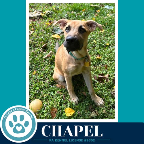 Photo of Chapel 100326, adoptable Shepherd in Kimberton, Pennsylvania