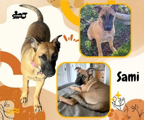 Photo of Sami, adoptable Shepherd in Lindsay, California